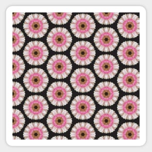 Pink gerbera on black Sticker